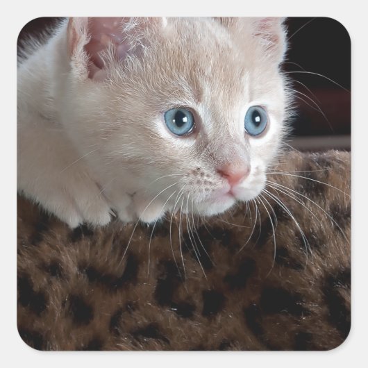 Cream Kitten met mooie blauwe ogen Vierkante Sticker (Voorkant)