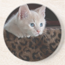 Cream Kitten met mooie blauwe ogen Zandsteen Onderzetter