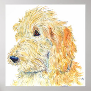 Cream Labradoodle #2 Afdrukken Poster