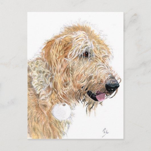 Cream Labradoodle Briefkaarten (Voorkant)