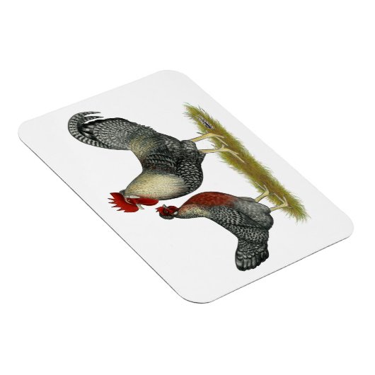 Cream Legbar-kippen Magneet (Rechterzijde)