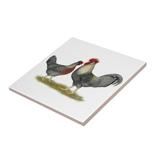 Cream Legbar-kippen Tegeltje (Zijkant)