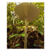 Cream Majesty Foto Afdruk (Voorkant)