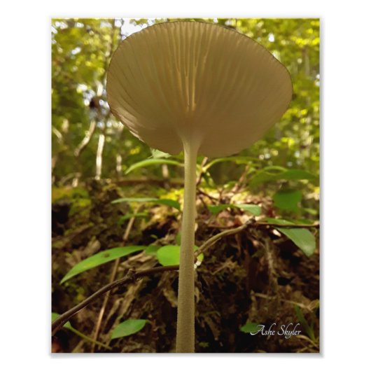 Cream Majesty Foto Afdruk (Voorkant)