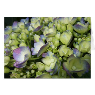 Cream & Paarse Hydrangea