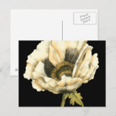 Cream Poppy-ventilator op zwarte achtergrond Briefkaart (Voorkant / Achterkant)