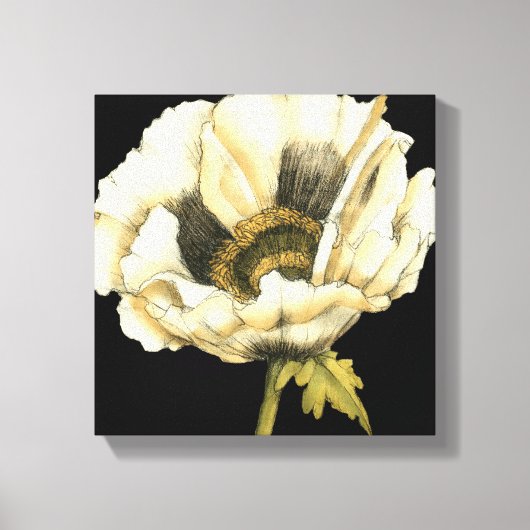 Cream Poppy-ventilator op zwarte achtergrond Canvas Afdruk (Voorkant)