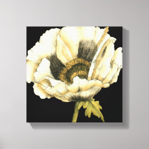 Cream Poppy-ventilator op zwarte achtergrond Canvas Afdruk