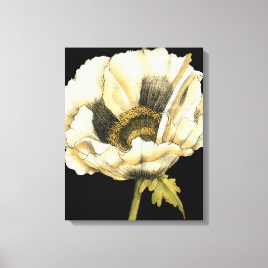 Cream Poppy-ventilator op zwarte achtergrond Canvas Afdruk (Voorkant)