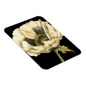Cream Poppy-ventilator op zwarte achtergrond Magneet (Rechterzijde)