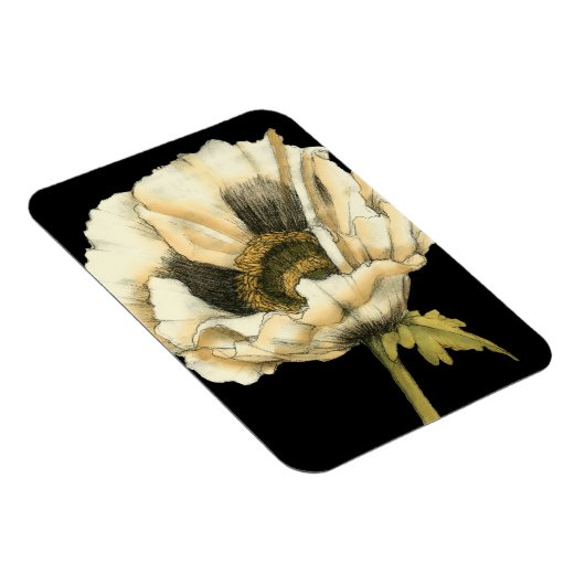 Cream Poppy-ventilator op zwarte achtergrond Magneet (Rechterzijde)