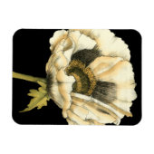 Cream Poppy-ventilator op zwarte achtergrond Magneet (Horizontaal)