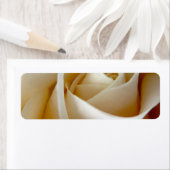 Cream Roos Wedding Photo Etiket (Insitu)