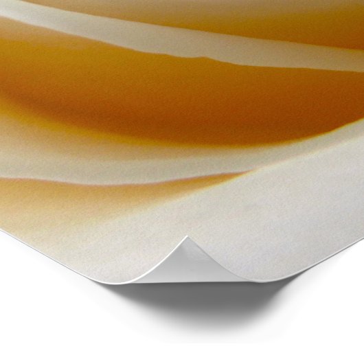 Cream Roos Wedding Photo Poster (Hoek)