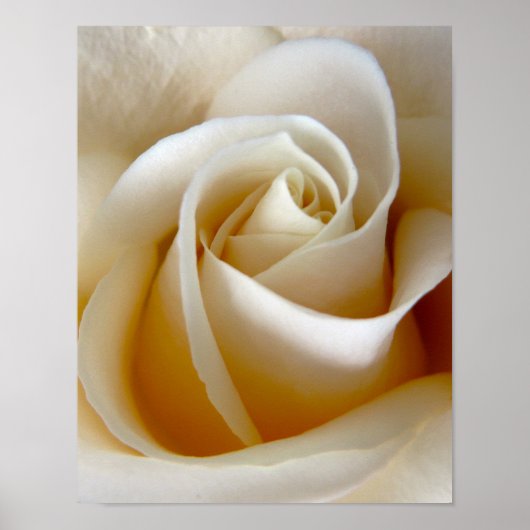 Cream Rose Trouwfoto Poster (Voorkant)