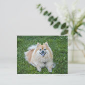 Cream Sable Pomeranian Dog Briefkaart (Staand voorkant)