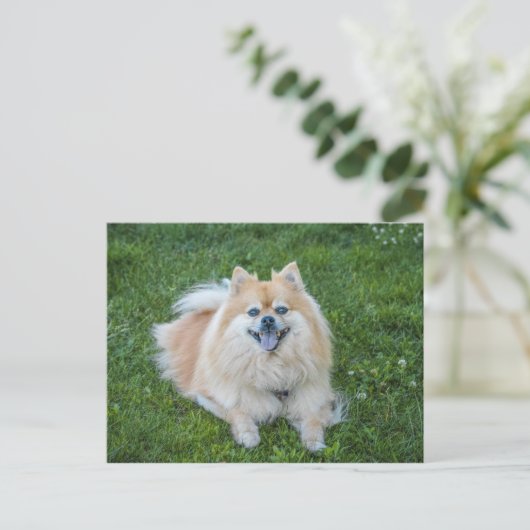 Cream Sable Pomeranian Dog Briefkaart (Staand voorkant)