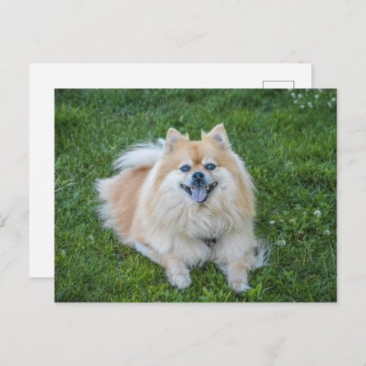 Cream Sable Pomeranian Dog Briefkaart (Voorkant / Achterkant)
