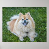 Cream Sable Pomeranian Dog in the Grass Poster (Voorkant)