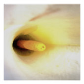 Cream White Calla Lily sluit Abstracte kunst op Perfect Poster (Voorkant)