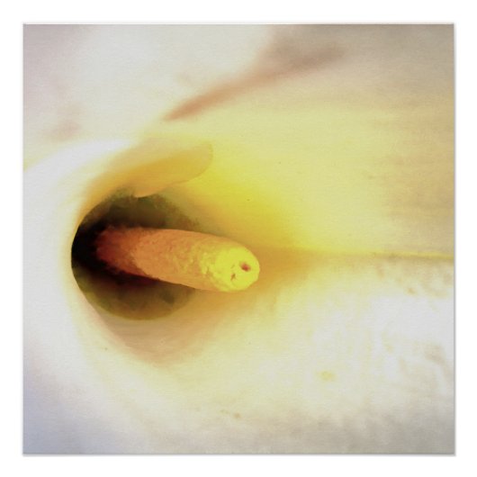 Cream White Calla Lily sluit Abstracte kunst op Perfect Poster (Voorkant)