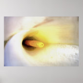 Cream White Calla Lily sluit Abstracte kunst op Poster (Voorkant)