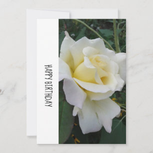 Cream White Rose Birthday Kaart