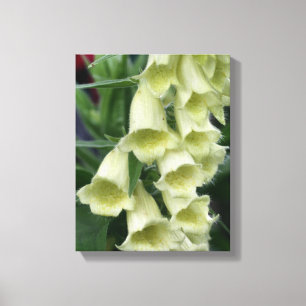 Creamy Foxglove Flower Canvas Afdruk