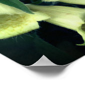 Creamy Foxglove Flower Poster (Hoek)