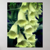 Creamy Foxglove Flower Poster (Voorkant)