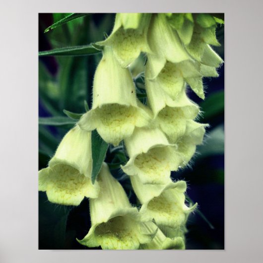 Creamy Foxglove Flower Poster (Voorkant)
