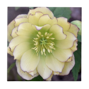 Creamy Hellebore (Helleborus) Foto Tegeltje