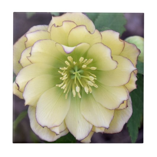 Creamy Hellebore (Helleborus) Foto Tegeltje (Voorkant)