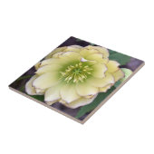 Creamy Hellebore (Helleborus) Foto Tegeltje (Zijkant)