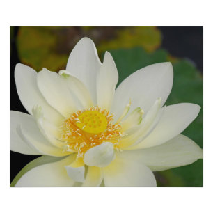Creamy Lotus Water Lily Foto Afdruk