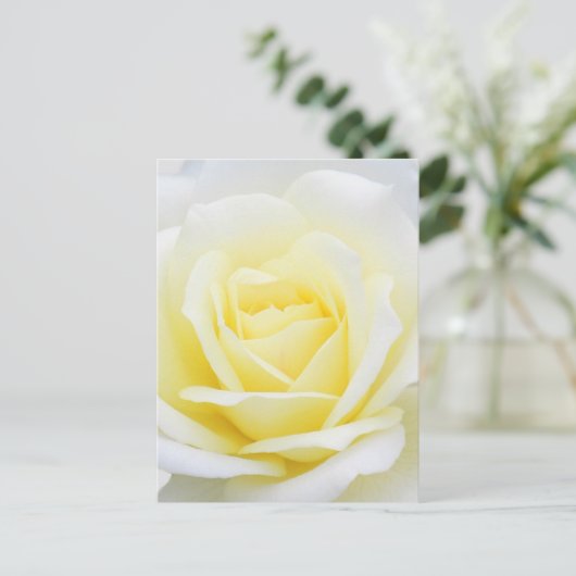 Creamy-roos Briefkaart (Staand voorkant)