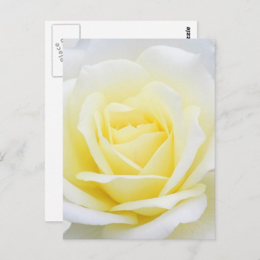 Creamy-roos Briefkaart (Voorkant / Achterkant)