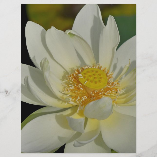 Creamy Water Lily.JPG (Voorkant)