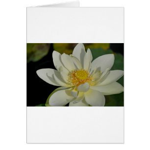 Creamy Water Lily.JPG