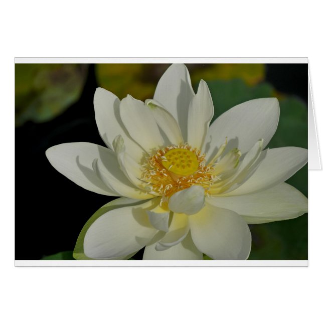 Creamy Water Lily.JPG (Voorkant Horizontaal)