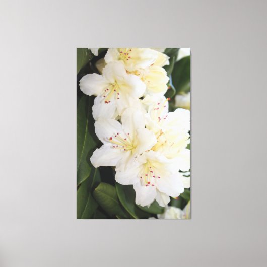Creamy White Floral Canvas Afdruk (Voorkant)