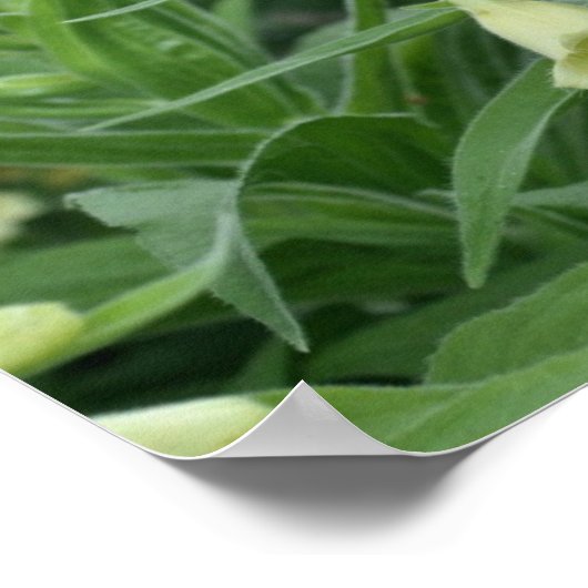 Creamy White Foxglove Flowers #2 Poster (Hoek)