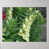 Creamy White Foxglove Flowers #2 Poster (Voorkant)