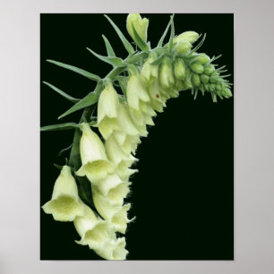 Creamy White Foxglove Flowers Poster