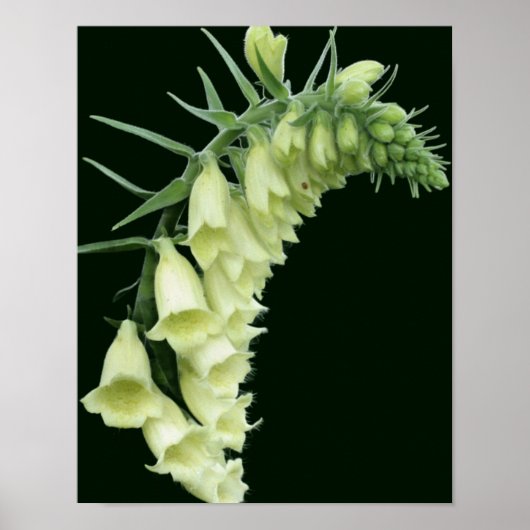 Creamy White Foxglove Flowers Poster (Voorkant)