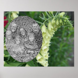 Creamy White Foxglove Flowers Voeg je foto toe Poster