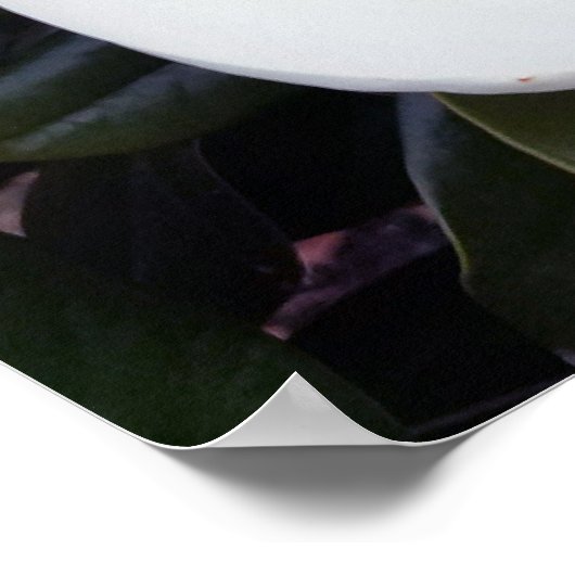 Creamy White Magnolia Poster Print (Hoek)