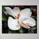 Creamy White Magnolia Poster Print (Voorkant)