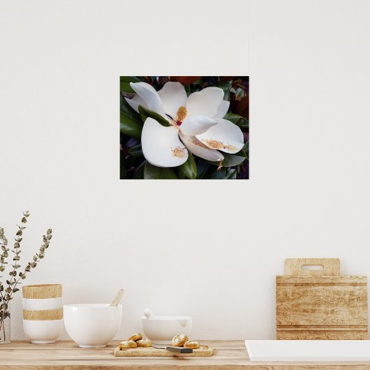 Creamy White Magnolia Poster Print (Keuken)