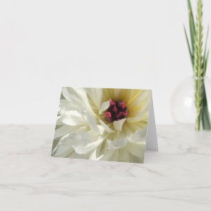 Creamy White Peony Flower met roze Stamens Kaart